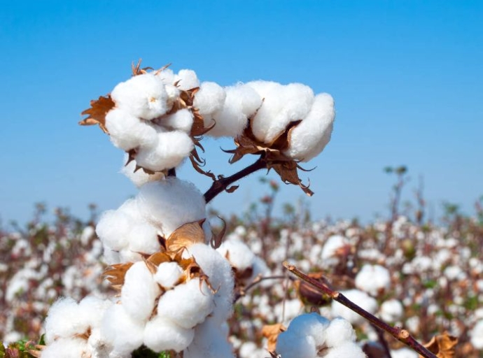 High Indian Cotton Prices Defy Weak Global Demand